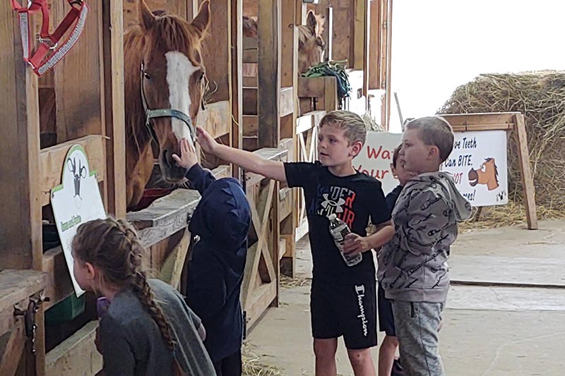 male elementary students in stalls touching a horse on the nose