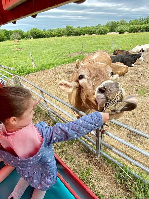 a female elementary student feeding a cow hay